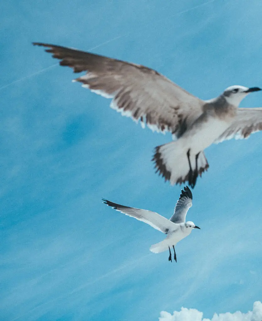 Hunter Macleod, In Flight, Digital photograph