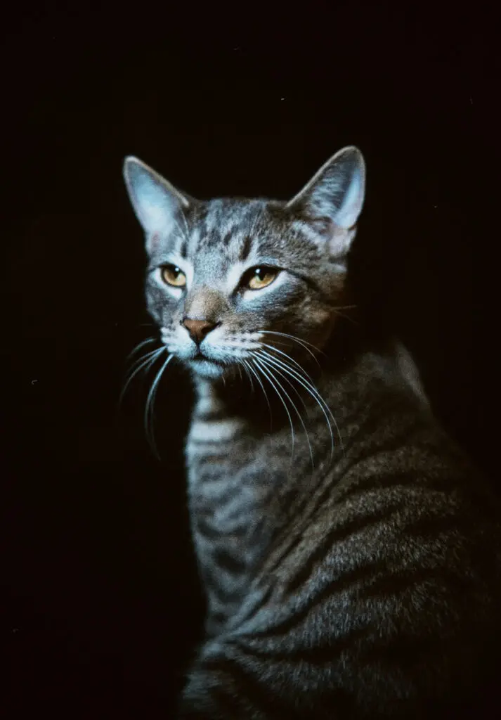 Hunter Macleod, Vincent, Digital photograph