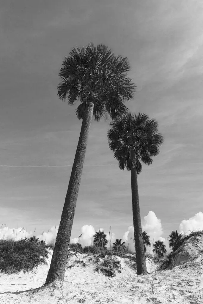 Hunter Macleod, Twin Palms, Digital photograph